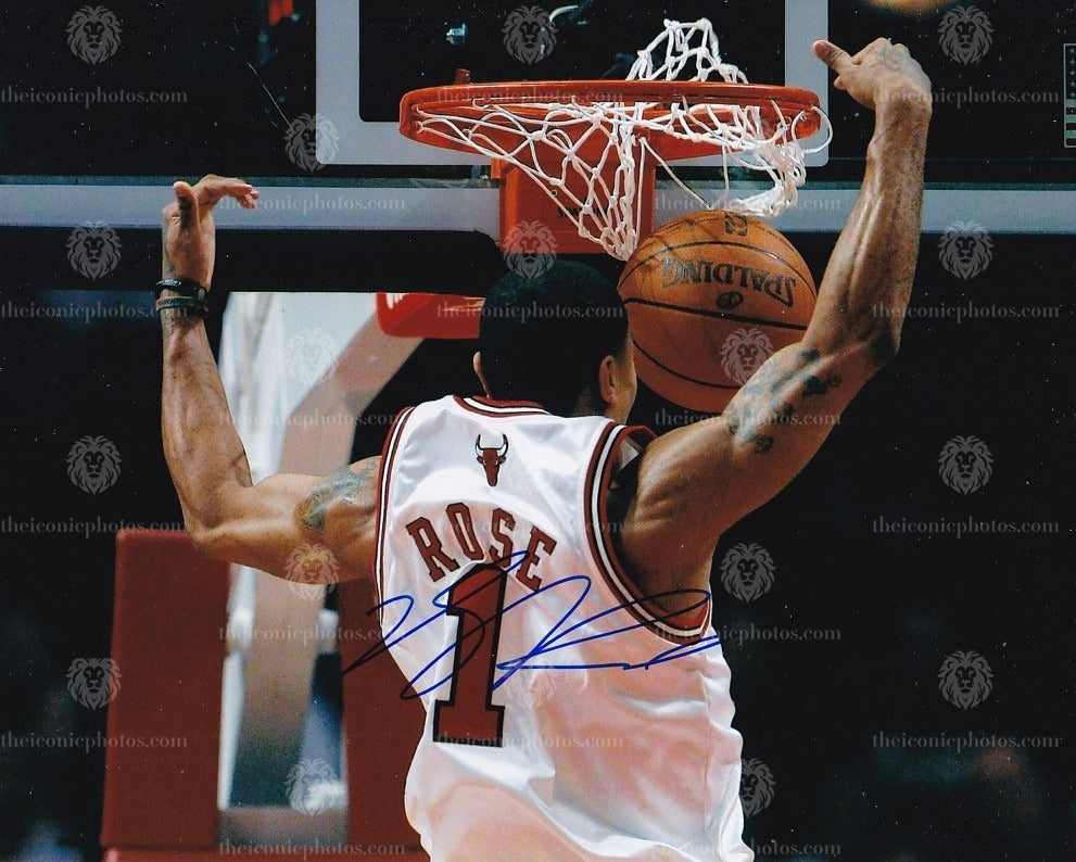 Iconic signed photograph of NBA MVP Derrick Rose with the Chicago Bulls curated by The Iconic Photos